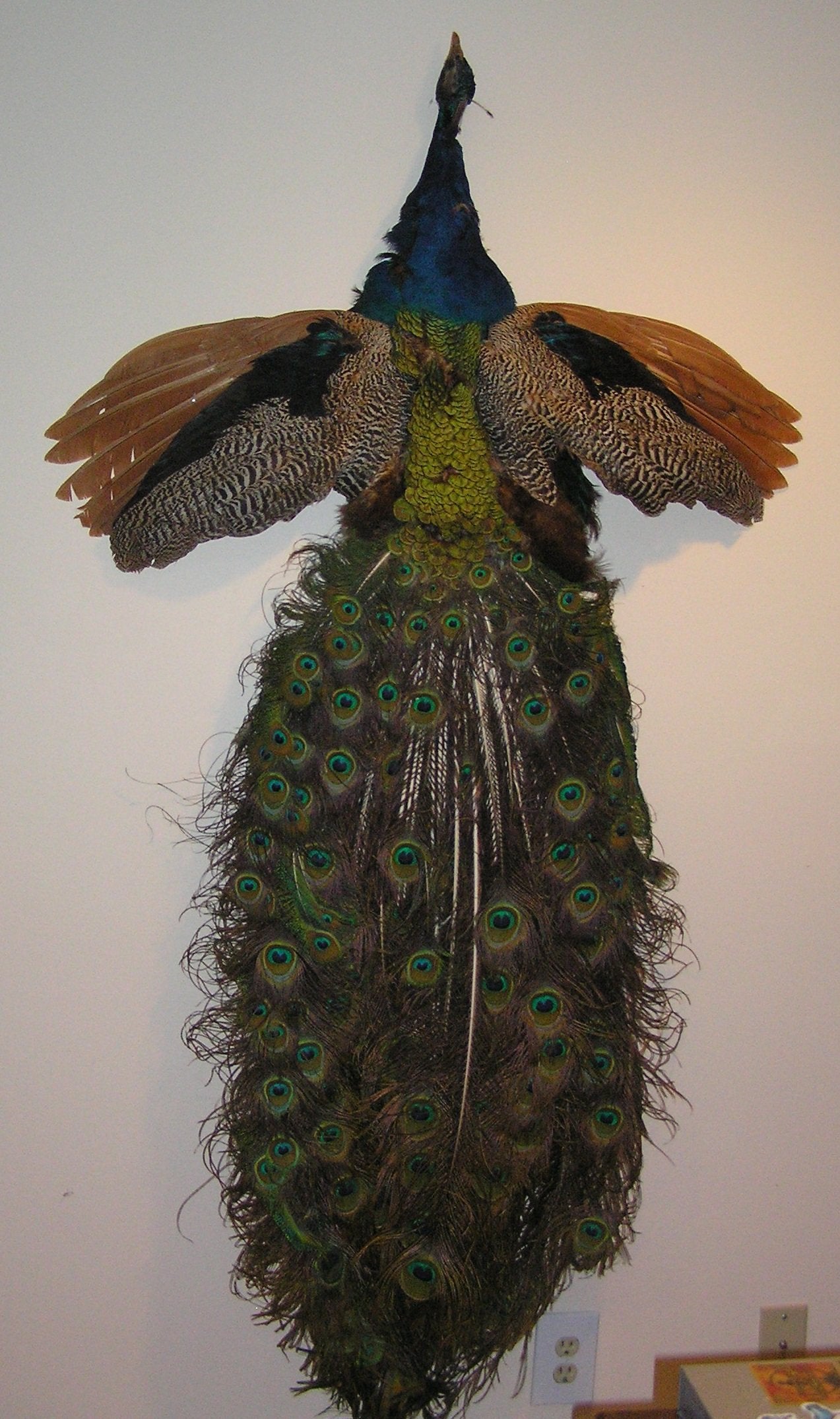 Full Indian Blue Peacock Skin